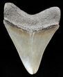 Beautiful, Serrated, Megalodon Tooth - Georgia #46311-2